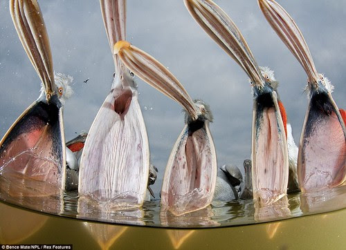 Walking on water! Lizard skips across lake in close-up captured by 'invisible' photographer  5