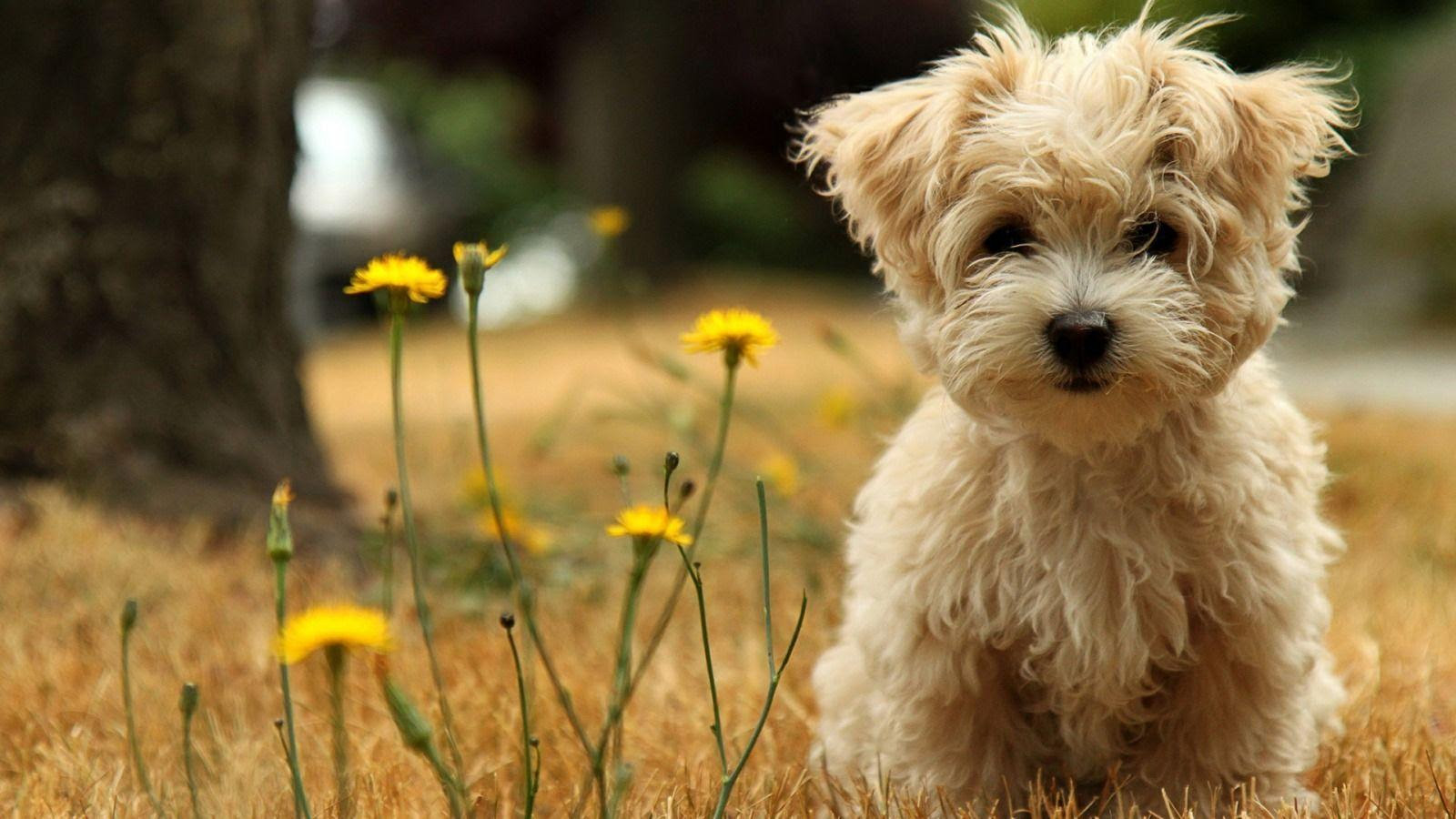 Cute Dogs And Puppies Wallpapers - Wallpaper Cave