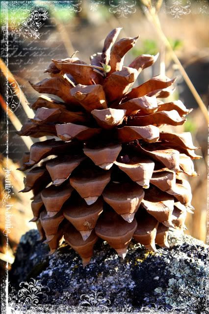 264- pinecone