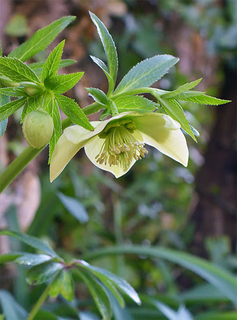 扇葉の クリスマスローズ Helleborus Cyclophyllus 花日記 Alpicola Blog
