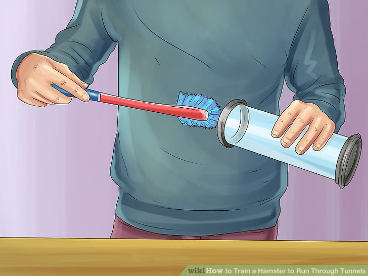 Train a Hamster to Run Through Tunnels Step 13.jpg