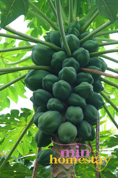 POKOK BETIK MEMPUNYAI KHASIAT TERSENDIRI  Dr. Rozmey 