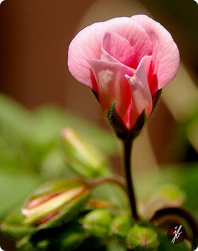 Pelargonium