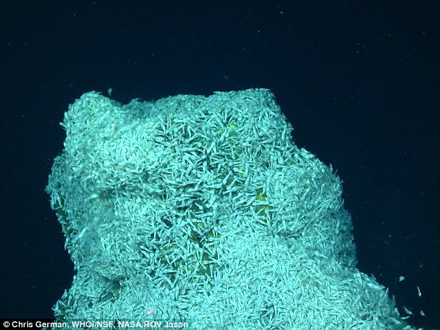 A bonus finding from studying this extreme oasis of life is that some of the shrimp, called Rimicaris hybisae, appear to be cannibalistic