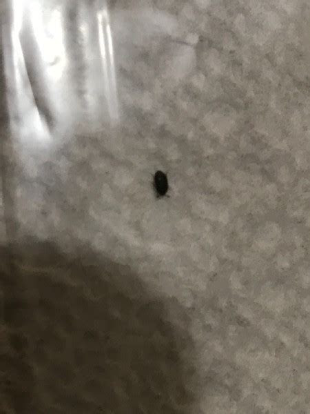 The author has an interest in the outdoors and the health benefits of what&aposs found in nature. Identifying Small Black Bugs | ThriftyFun