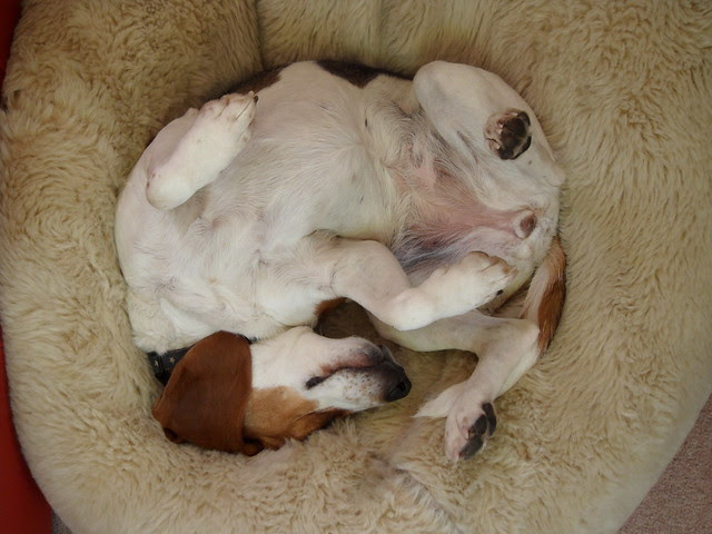 Curly beagle
