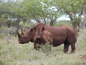 Rhino Hunt-Auction