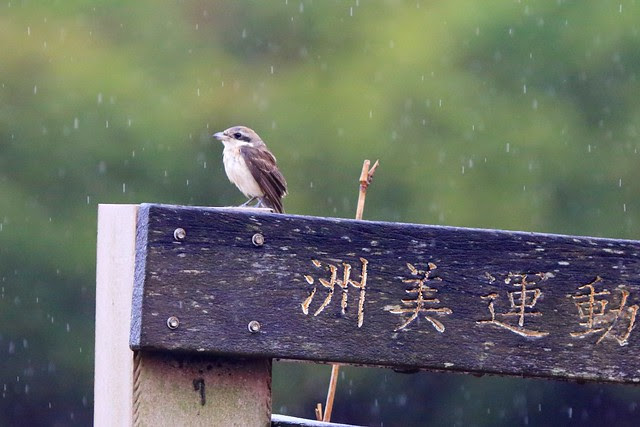 紅尾伯勞
