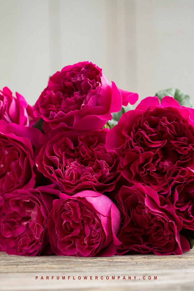 David Austin Wedding Rose Darcey