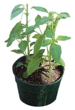 tulsi
