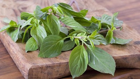 manfaat daun kemangi untuk kejantanan pria