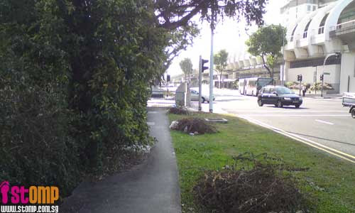  Overgrown tree blocks pavement, inconveniencing pedestrians