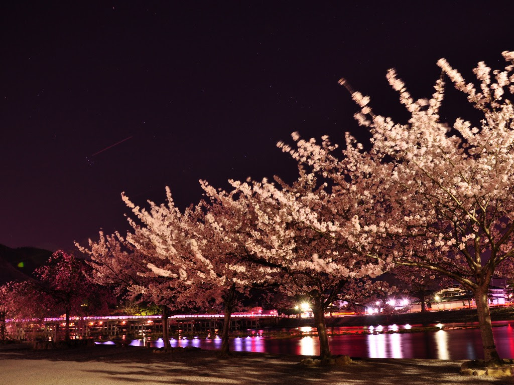嵐山の夜桜の夜景壁紙集