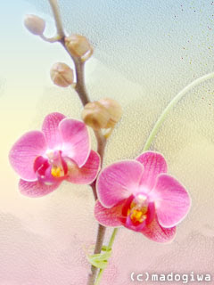 桃ﾗﾝ 花 240 3 癒し系沖縄待ち受け 南国待ち受け館