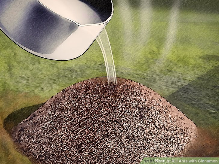 Kill Ants with Cinnamon Step 7.jpg