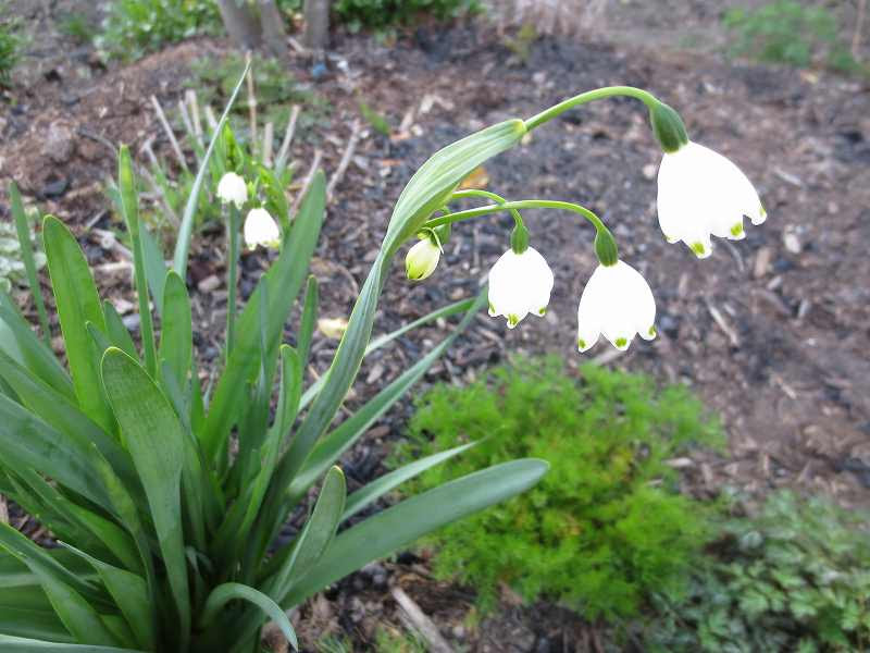 なつさらの庭遊び 今日もいい日だ 春の球根花 メレアグレス 他