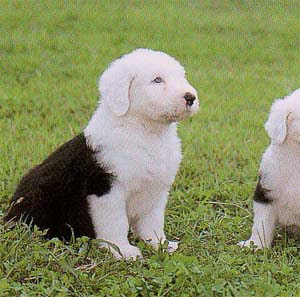 オールドイングリッシュシープドッグブリーダーpets Hop犬舎