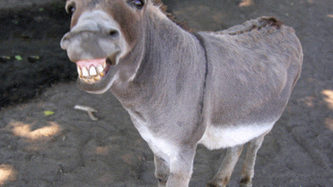 Photos of Donkey , High quality Donkey photo, Pictures of Donkey 