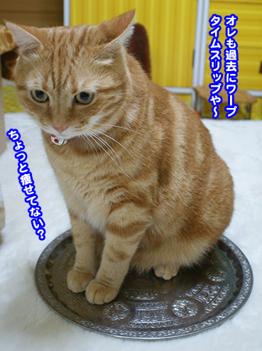 2505 猫転送装置 お散歩大好き猫ブログ