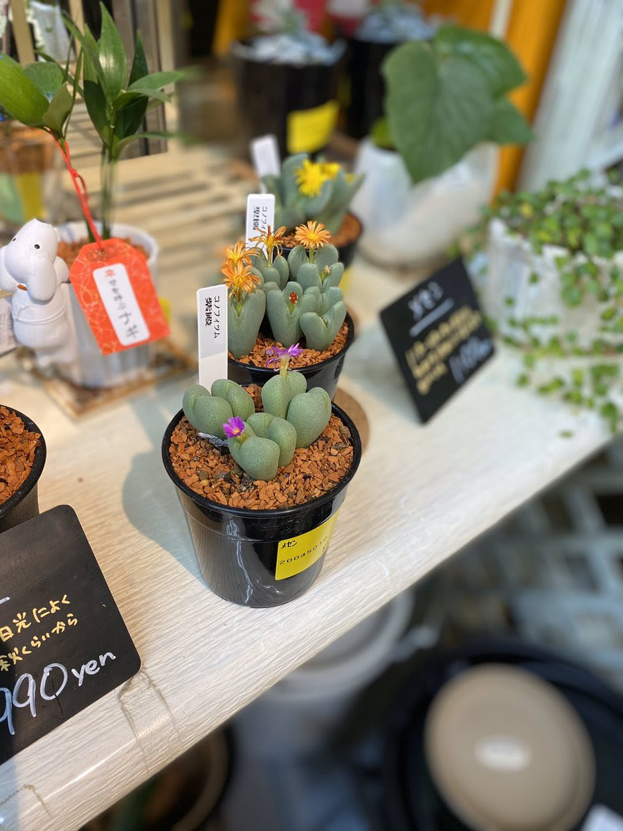 八戸ショッピングセンター ラピア