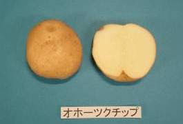 加工用ポテトの品種と病障害の概要