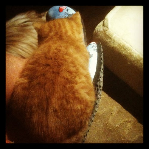 zigne thinks this is a perfect place to sleep <3 #kattliv