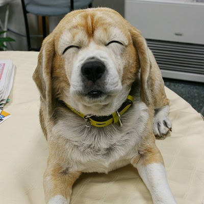 笑う犬 ブログ あっと 驚く あべごろ