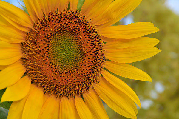 National Sunflower Association