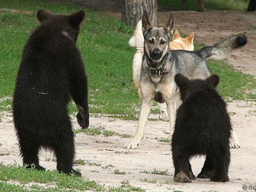 森からやってきたクマの子供たちが犬と出会った そして相撲を取った らばq