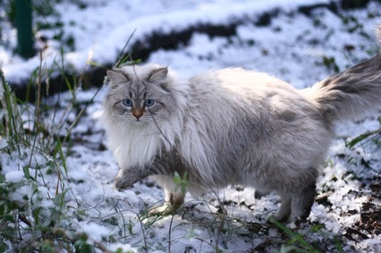 Les Differentes Couleurs Du Chat Siberien Chatterie D Artannes