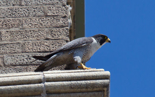 Peregrine Falcon