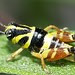 Aidemona azteca nymph