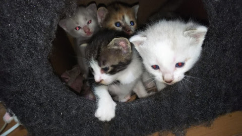 岩手県 生後３週間の子猫 猫の里親募集 ネコジルシ