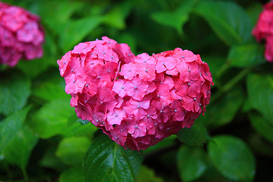 三室戸寺 紫陽花