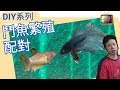 [最も人気のある！] 魚 育成 322425