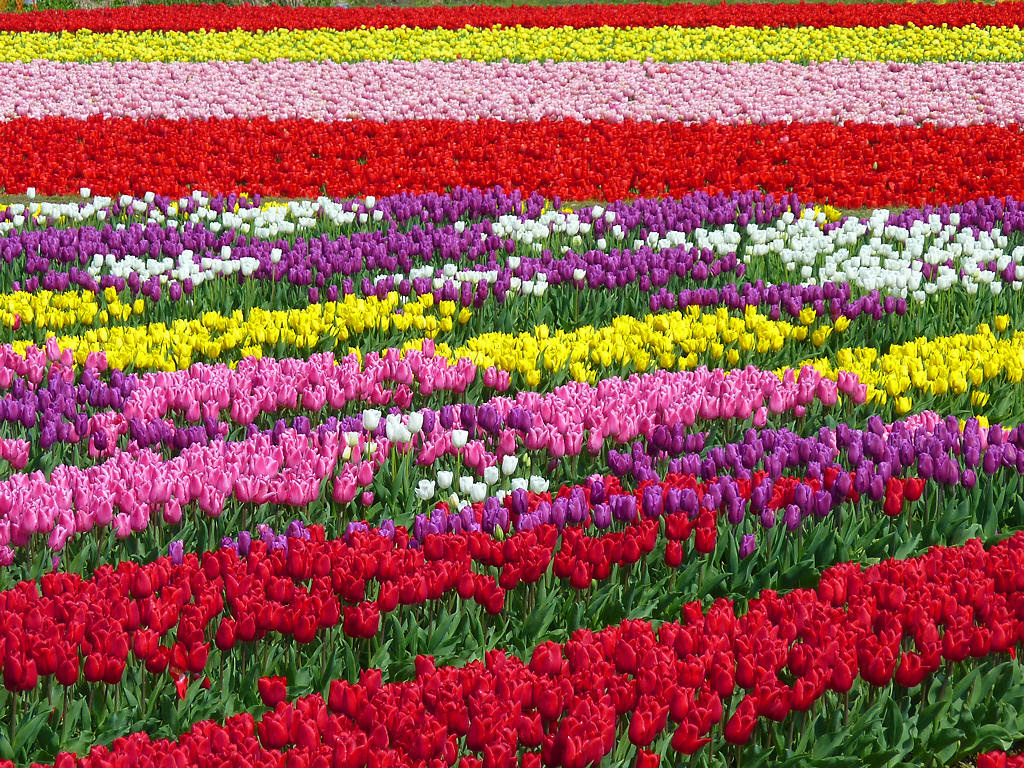 壁紙 チューリップの花畑 Xga1024 768デスクトップ壁紙 花の無料壁紙写真 花の無料写真素材 四季の花の写真集