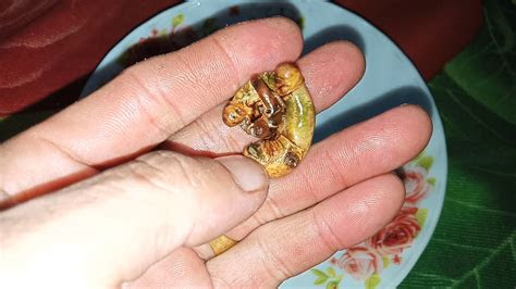 ศูนย์เครือข่ายแผ่นดินไหวของจีน (cenc) รายงานว่า เกิดแผ่นดินไหว 5.2. áá'á¢á¶áá - YouTube