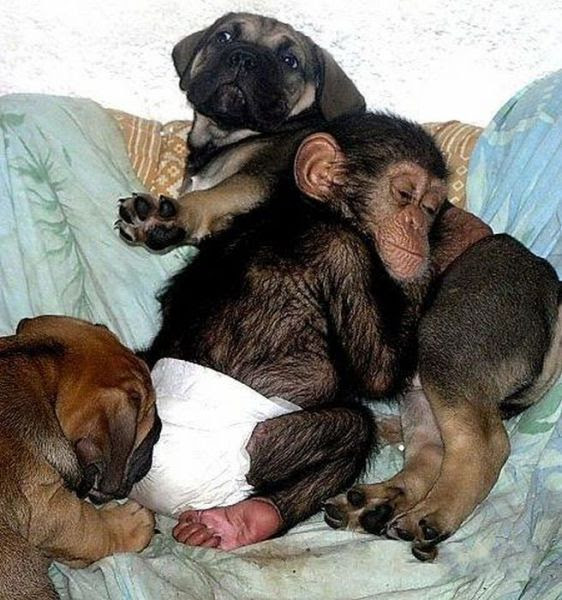 Little Chimpanzee Found a New Family