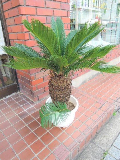 ソテツ 蘇鉄 岡崎市の花屋 花一生花店 ブーケやスタンド花 花キューピット配達店フラワーショップhanaichi