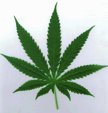 http://www.umsl.edu/~keelr/leaf.gif