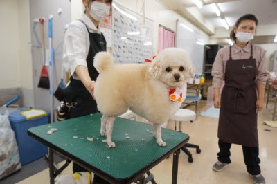 ひつじカット トリミングスクール自由ヶ丘アカデミア ブログ