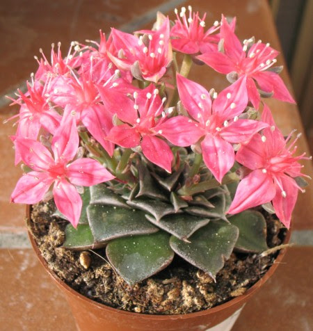 Pianta Grassa Con Fiori Gialli A Grappolo - Piante da vaso ...