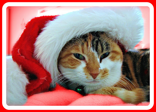 The Cat in the Hat