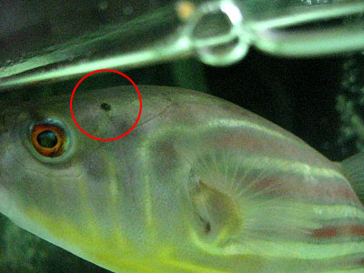 アクアリウムお気楽オークションblog 寄生虫駆除