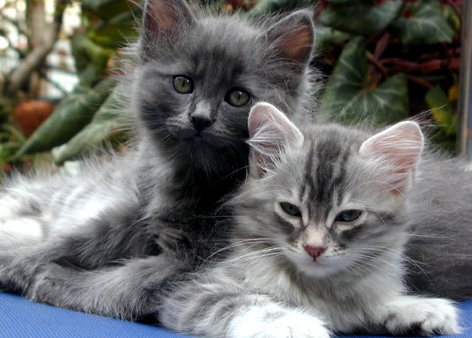 Pictures Of Cats