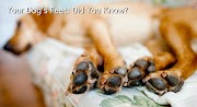 25+ Ide Populer Telapak Kaki Anjing