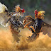The Fighting Cockerel / Young male chicken less than a year old;
