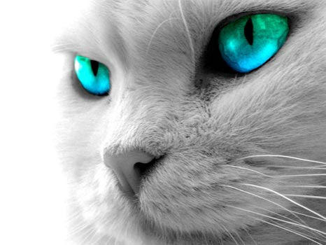 Chats