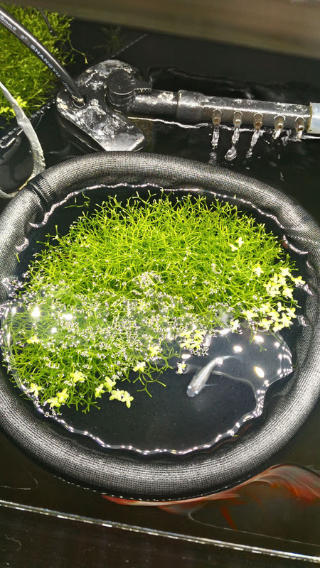 金魚水槽 Co2無しでもリシアは育つ 浮かせれば Aqua Talk