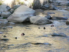 rio abajo